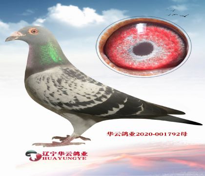 ƽɼ̫ţ 