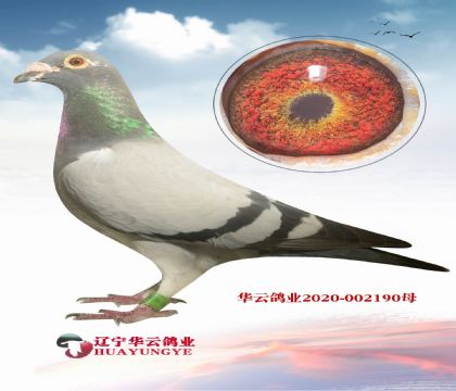 07ϴֹXӢ˹ĸ ֮ǰӲ۵Ѫϵ