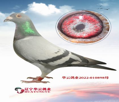 𽱸ĻشϺ칫ֱϵ