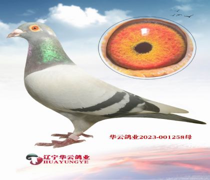 ޽̩˹XӢ˹ Ӳ۵Ѫϵ ԾԷ