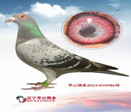 20ֱX20ֱŮ