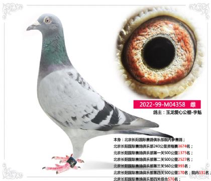 北京长阳国际赛鸽俱乐部第四关500公里院内131名 雌