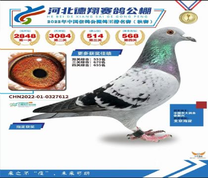 河北海逸德翔赛鸽公棚第四关500公里决赛568名 雌