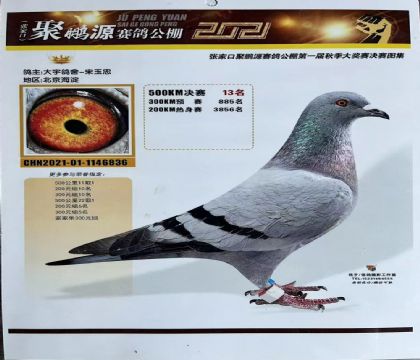 张家口聚鹏源赛鸽公棚500公里决赛13名 雌