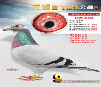 天津市元旭腾飞赛鸽公棚501公里决赛124名 雄