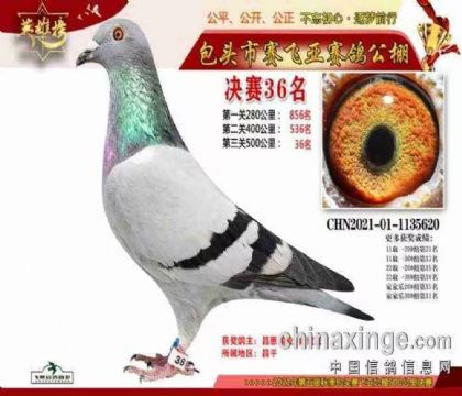 包头市赛飞亚信鸽养殖有限公司500决赛36名 雌