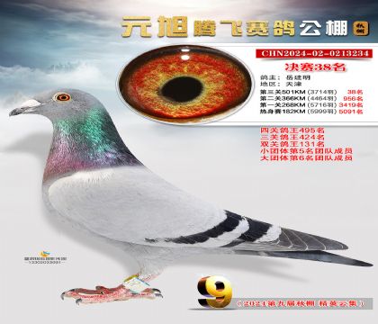 天津市元旭腾飞赛鸽公棚501公里决赛38名 雄