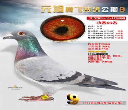 天津市元旭腾飞赛鸽公棚501公里决赛66名 雌