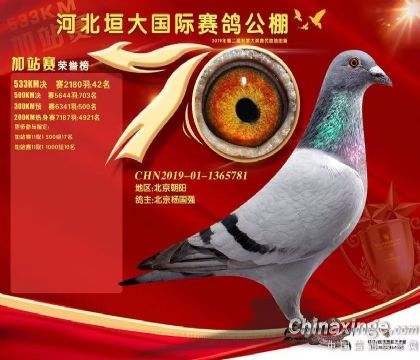 河北垣大国际赛鸽公棚533公里加站赛42名 雌
