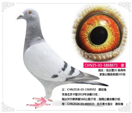 旭日雲川-张伟伟--黑玫瑰873 雄