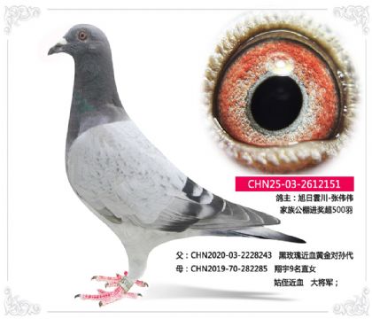 旭日雲川-张伟伟 黑玫瑰X大将军151
