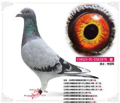 北京翔云峰赛鸽俱乐部二场比赛双关综合4名 雌