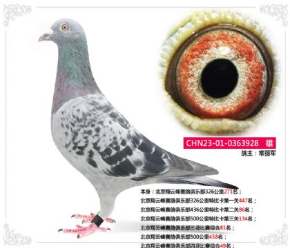 北京翔云峰赛鸽俱乐部四场比赛综合49名 雄