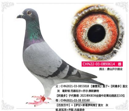 唐山开尔鸽业-阿曼多外孙X百发百中直女--614 雌