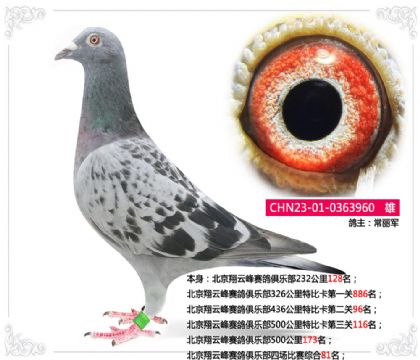北京翔云峰赛鸽俱乐部四场比赛综合81名 雄