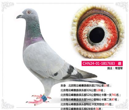 北京翔云峰赛鸽俱乐部6关综合36名 雌