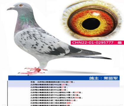 北京翔云峰赛鸽俱乐部三场比赛综合冠军 雌