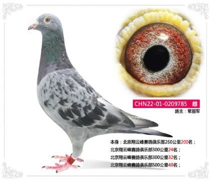 北京翔云峰赛鸽俱乐部500公里40名 雌