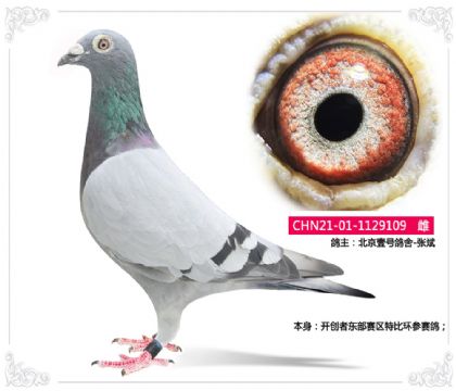北京壹号鸽舍-张斌-开创东部赛区特比环参赛鸽 雌