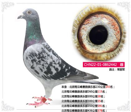 北京翔云峰赛鸽俱乐部300公里20名 雌