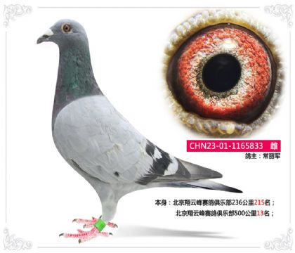 北京翔云峰赛鸽俱乐部500公里13名 雌