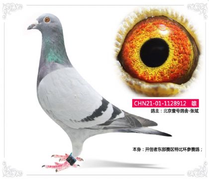 北京壹号鸽舍-张斌-开创东部赛区特比环参赛鸽912雄