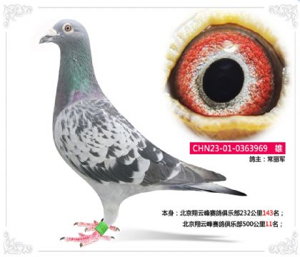 北京翔云峰赛鸽俱乐部500公里11名 雄