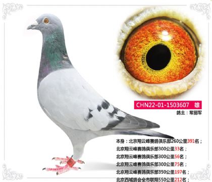 北京翔云峰赛鸽俱乐部300公里33名 雄