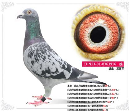 北京翔云峰赛鸽俱乐部四场比赛综合21名 雄