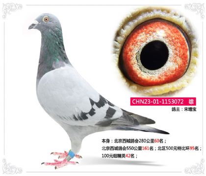 北京西城鸽会550公里北区500元特比环95名 雄