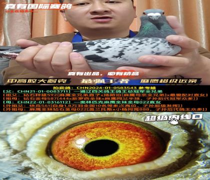 《中高腔大耐克》麻鹰超级近亲