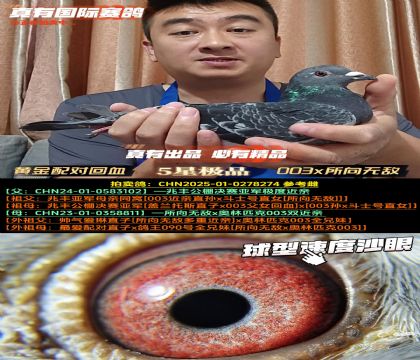 《黄金配对回血》奥林匹克003x所向无敌