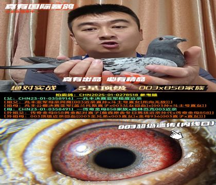 《绝对实战家族》003x858家族
