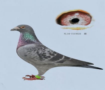 捡漏