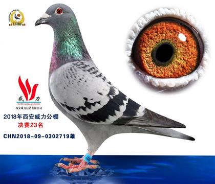 ⹫