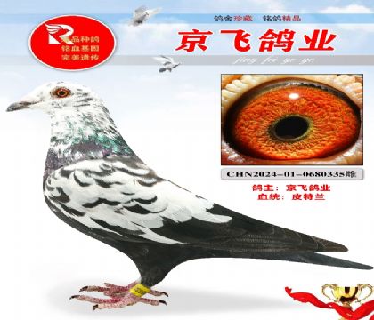皮特兰