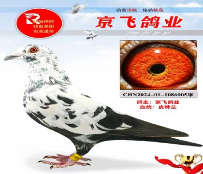 皮特兰