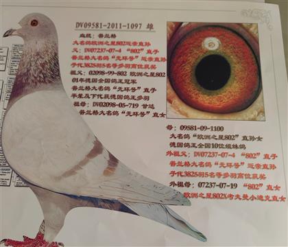 游ŷ֮ǽֱ