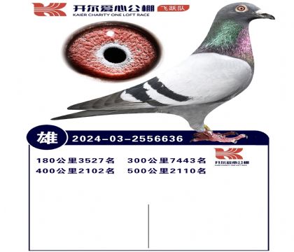 开尔爱心公棚飞跃队完翔