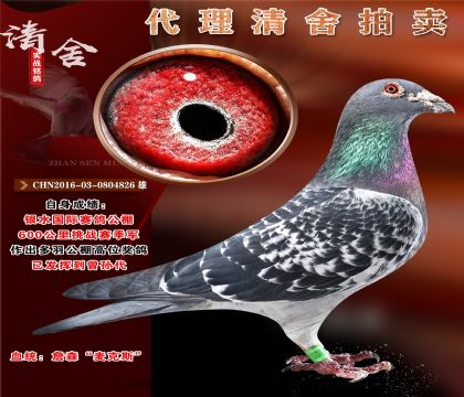 公棚季军.重点推荐.超级雄