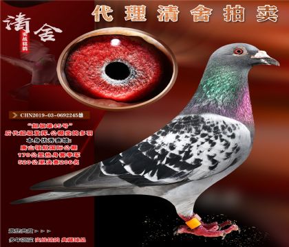 公棚季军.重点推荐.超级雄