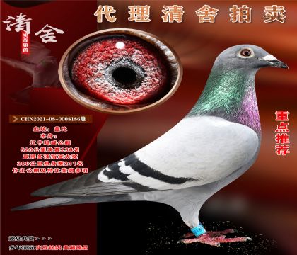 重点推荐“盖比186”超级雌