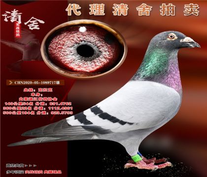“克拉克717”超级种雄