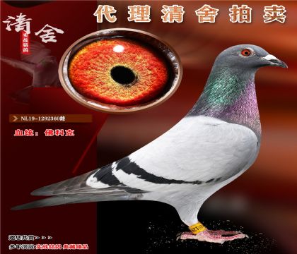 “佛科克金母”