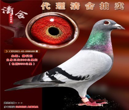 极力推荐“佛科克金母”三次五百公里完翔