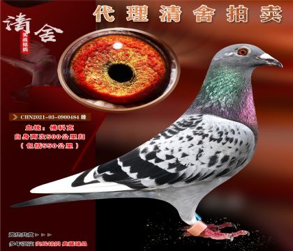 “佛科克”2次五百公里完翔