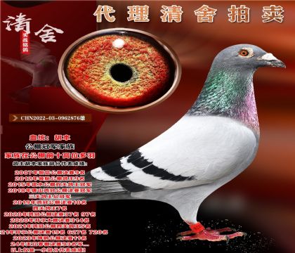 “胡本超级雄”.家族公棚前十高位多羽