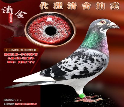 “利奥X飞戈”公棚鸽王四直子