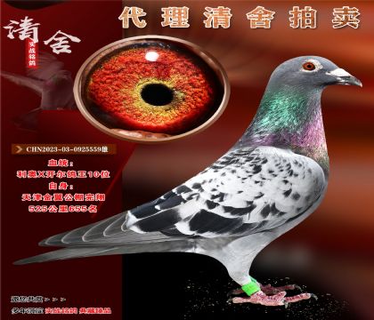 “利奥X开尔公棚鸽王10位”