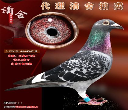 “利奥X飞戈”鸽王四直子